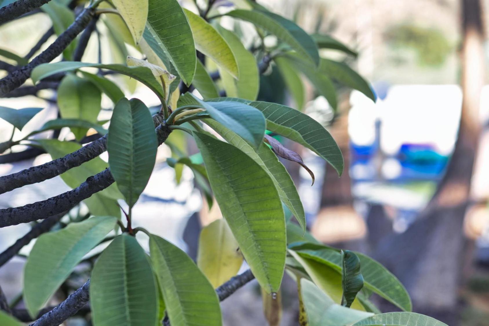 Finca Vino Tinto 5S Icod De Los Vinos Εξωτερικό φωτογραφία